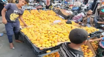 انهيار تاريخي في أسعار الفواكه يكبّد المزارعين خسائر بالملايين وتلفاً للمحاصيل بالشوارع